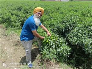 ਫਸਲੀ ਵਿਭਿੰਨਤਾ ਦਾ ਭਵਿੱਖ: ‘ਚਿੱਲੀ ਅਸਟੇਟ’ ਬਣਿਆ ਫਿਰੋਜ਼ਪੁਰ, ਨੌਜਵਾਨਾਂ ਲਈ ਖੁੱਲ੍ਹੇ ਰੁਜ਼ਗਾਰ ਦੇ ਨਵੇਂ ਰਾਹ