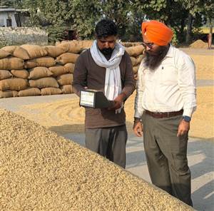 ਸੁਲਤਾਨਪੁਰ ਲੋਧੀ ’ਚ ਝੋਨੇ ਦੀ 92.5%  ਲਿਫਟਿੰਗ ਮੁਕੰਮਲ