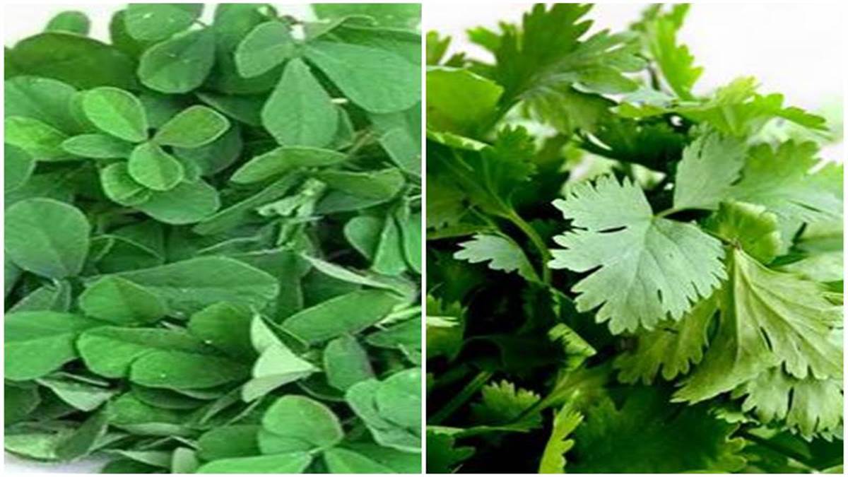 magazine sehat fenugreek and coriander are very beneficial include them