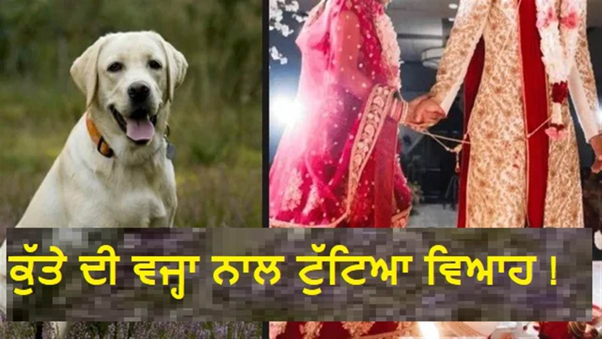 ਸੱਤ ਫੇਰਿਆਂ ਤੋਂ ਪਹਿਲਾਂ ਟੁੱਟਿਆ ਰਿਸ਼ਤਾ... ਇਕ ਕੁੱਤੇ ਨੇ ਰੁਕਵਾਇਆ ਵਿਆਹ, ਜੈਮਾਲਾ ਮਗਰੋਂ ਮੰਡਪ ਤੋਂ ਲਾੜੀ ਨੇ ਮੋੜੀ ਬਰਾਤ
