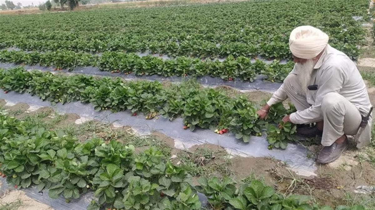 ਸਟ੍ਰਾਬੇਰੀ ਦੀ ਖੇਤੀ ਨਾਲ ਬਲਕਾਰ ਸਿੰਘ ਨੇ ਬਦਲੀ ਕਿਸਾਨੀ ਦੀ ਤਸਵੀਰ