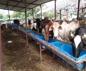 Dairy Farms Guidelines 2021: ਦੇਸ਼ ਭਰ 'ਚ ਡੇਅਰੀ ਫਾਰਮਾਂ ਤੇ ਗਊਸ਼ਾਲਾਵਾਂ ਲਈ ਹੁਣ ਰਜਿਸਟ੍ਰੇਸ਼ਨ ਕਰਵਾਉਣਾ ਹੋਇਆ ਲਾਜ਼ਮੀ