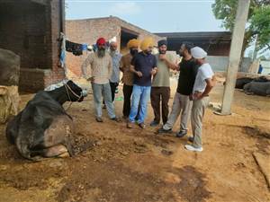 ਪਸ਼ੂਆਂ ਦੀਆਂ ਬਿਮਾਰੀਆਂ ਸਬੰਧੀ ਕਿਸਾਨ ਜਾਗਰੂਕਤਾ ਕੈਂਪ ਲੱਗਾ