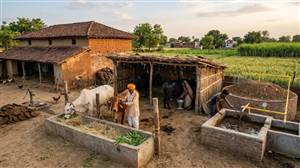 ਅੱਜ ਤੋਂ ਲਾਗੂ ਹੋਈ ₹23,731 ਦੀ ਗੋਬਰਧਨ ਯੋਜਨਾ, 100% ਖਰੀਦ ਤੇ 10 ਸਾਲ ਦਾ ਮੁੱਲ ਸਮਰਥਨ; ਪਿੰਡਾਂ 'ਚ ਖੁੱਲ੍ਹਣਗੇ ਕਮਾਈ ਦੇ ਰਾਹ