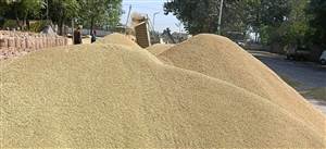 ਸਮਰਾਲਾ ਮੰਡੀ ’ਚ ਝੋਨੇ ਦੀ ਆਮਦ ਹੋਈ ਤੇਜ਼