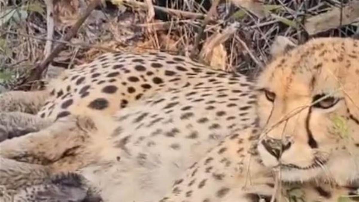 ਭਾਰਤ ’ਚ ਜਨਮੀ ਚੀਤਾ ਨੇ ਪੰਜ ਸ਼ਾਵਕਾਂ ਨੂੰ ਦਿੱਤਾ ਜਨਮ, ਸੀਐੱਮ ਯਾਦਵ ਤੇ ਕੇਂਦਰੀ ਮੰਤਰੀ ਭੁਪੇਂਦਰ ਨੇ ਕੂਨੋ ਟੀਮ ਨੂੰ ਦਿੱਤੀ ਵਧਾਈ