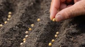 ਨਕਲੀ ਬੀਜਾਂ ’ਤੇ ਲੱਗੇਗੀ ਲਗਾਮ, ਕਿਸਾਨ ਜਥੇਬੰਦੀਆਂ ਤੋਂ ਮੰਗੇ ਸੁਝਾਅ; ਬਿੱਲ ਦਾ ਡਰਾਫਟ ਜਾਰੀ ਕੀਤਾ, 54 ਸਾਲ ਪੁਰਾਣੇ ਸੀਡਜ਼ ਐਕਟ ਦੀ ਲਵੇਗਾ ਥਾਂ