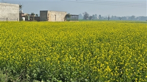 ਮੌਸਮ ਦੇ ਤਿੰਨ ਰੰਗ : ਸਵੇਰੇ ਧੁੰਦ, ਦੁਪਹਿਰੇ ਧੁੱਪ, ਸ਼ਾਮੀ ਠੰਢ