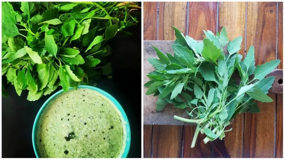 Health Tips : ਗੁਣਾਂ ਦਾ ਖ਼ਜ਼ਾਨਾ ਜਾਂ ਬਿਮਾਰੀਆਂ ਦਾ ਕਾਰਨ? ਜਾਣੋ ਕਿਉਂ ਬਾਥੂ ਦਾ ਜ਼ਿਆਦਾ ਸੇਵਨ ਸਿਹਤ ਲਈ ਹੈ ਚਿੰਤਾ ਦਾ ਵਿਸ਼ਾ