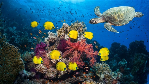 International Biodiversity Day : ਜੈਵਿਕ ਵਿਭਿੰਨਤਾ ਜੀਵ ਦਾ ਆਧਾਰ