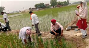 ਝੋਨੇ ਦੀ ਫ਼ਸਲ ’ਚ ਬੌਣੇ ਵਾਇਰਸ ਦੀ ਜਾਂਚ ਲਈ ਸਾਂਝਾ ਸਰਵੇਖਣ