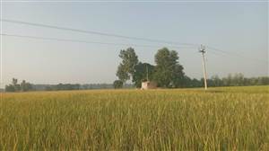 ਮੋਗਾ ਜ਼ਿਲ੍ਹੇ ਦੇ ਕਿਸਾਨਾਂ ਨੂੰ ਝੋਨੇ ਦੀ ਫ਼ਸਲ ਦੇ ਬੰਪਰ ਝਾੜ ਦੀ ਆਸ ਬੱਝੀ