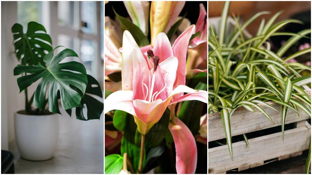 Air Purifying Plants These 5 indoor plants will make the air of the