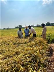 ਬੇਮੌਸਮੀ ਬਾਰਿਸ਼ ਤੇ ਗੜੇਮਾਰੀ ਨੇ ਮੰਡੀ ਕਲਾਂ ’ਚ ਝੋਨੇ ਦੀ ਪੱਕੀ ਫ਼ਸਲ ਵਿਛਾਈ, ਕਿਸਾਨਾਂ ਦਾ ਭਾਰੀ ਨੁਕਸਾਨ