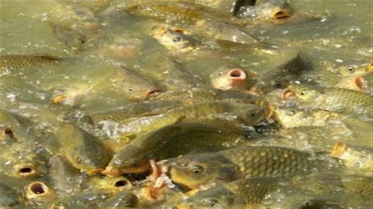 ਮੱਛੀ ਪਾਲਣ ਨੂੰ ਲਾਹੇਵੰਦ ਧੰਦਾ ਬਣਾਉਣ ਲਈ ਸਰਕਾਰ ਸਰਗਰਮ : ਖੁੱਡੀਆਂ, ਵੱਖ-ਵੱਖ ਪ੍ਰਾਜੈਕਟਾਂ ਲਈ 40 ਤੋਂ 60 ਫ਼ੀਸਦੀ ਤੱਕ ਦਿੱਤੀ ਜਾ ਰਹੀ ਹੈ ਸਬਸਿਡੀ