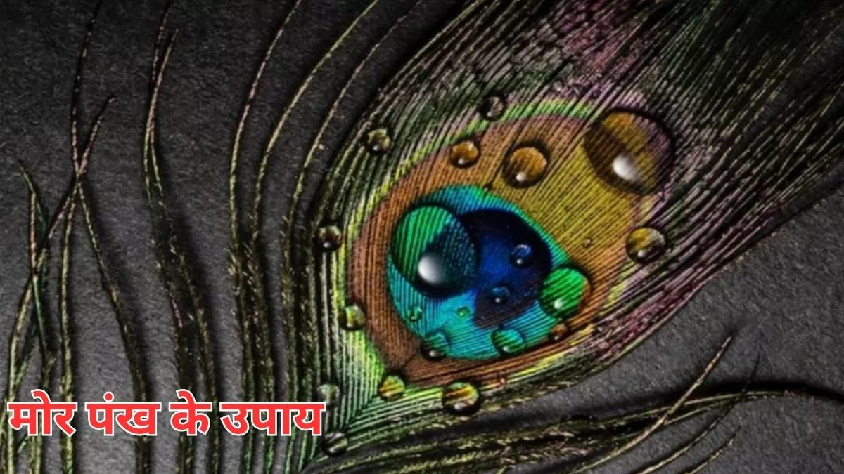 Mor Pankh Vastu Tips: ਮੋਰ ਦਾ ਖੰਭ ਬਦਲ ਦੇਵੇਗਾ ਤੁਹਾਡੀ ਜ਼ਿੰਦਗੀ, ਜਾਣੋ ਇਸ ਨਾਲ ਜੁੜੇ ਉਪਾਅ