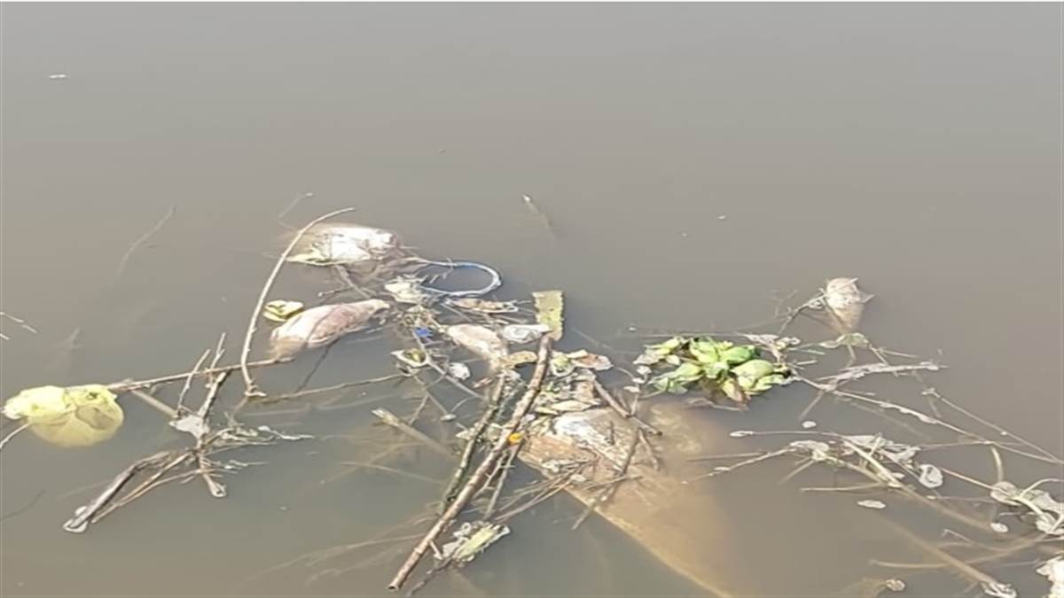 ਘੱਗਰ 'ਚ ਵਧਿਆ ਜ਼ਹਿਰੀਲਾ ਪਾਣੀ, ਰੋਜ਼ਾਨਾ ਮਰ ਰਹੇ ਹਨ ਸੈਂਕੜੇ ਜੀਵ-ਜੰਤੂ; ਨਹੀਂ ਹੈ ਕਿਸੇ ਦਾ ਵੀ ਧਿਆਨ