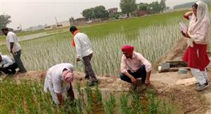 ਝੋਨੇ ਦੀ ਫ਼ਸਲ ’ਚ ਬੌਣੇ ਵਾਇਰਸ ਦੀ ਜਾਂਚ ਲਈ ਸਾਂਝਾ ਸਰਵੇਖਣ, ਖੇਤਾਂ ’ਚ ਪੁੱਜੀਆਂ ਪੰਜਾਬ ਖੇਤੀਬਾੜੀ ਯੂਨੀਵਰਸਿਟੀ ਦੇ ਕੀਟ ਵਿਗਿਆਨ ਵਿਭਾਗ ਤੇ ਐੱਫ਼ਏਐੱਸਸੀ ਦੀ ਟੀਮਾਂ