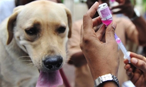 World Rabies Day : ਹਲਕਾਅ ਨੂੰ ਨਾ ਲਵੋ ਹਲਕੇ ’ਚ