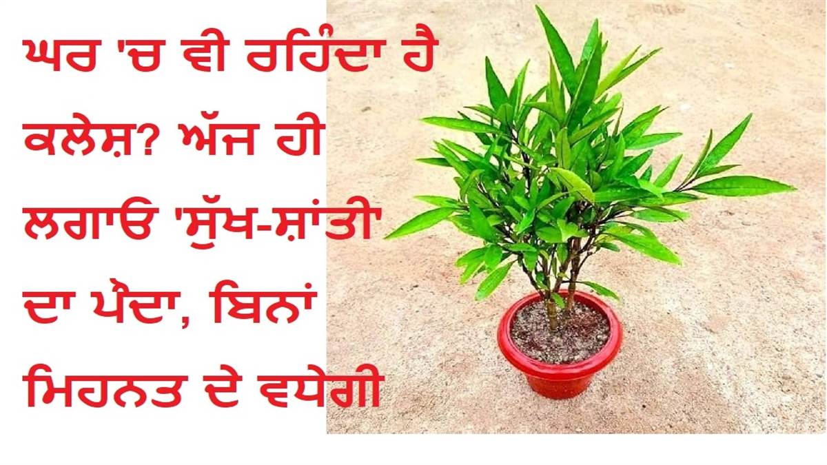 ਕੀ ਤੁਹਾਡੇ ਘਰ 'ਚ ਵੀ ਰਹਿੰਦਾ ਹੈ ਕਲੇਸ਼? ਅੱਜ ਹੀ ਲਗਾਓ 'ਸੁੱਖ-ਸ਼ਾਂਤੀ' ਦਾ ਪੌਦਾ, ਬਿਨਾਂ ਮਿਹਨਤ ਦੇ ਵਧੇਗੀ ਖੁਸ਼ਹਾਲੀ