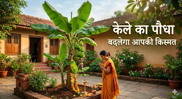 ਕੇਲੇ ਦੇ ਪੌਦੇ ਦੀ ਗਲਤ ਦਿਸ਼ਾ ਤੁਹਾਨੂੰ ਕਰ ਸਕਦੀ ਹੈ ਕੰਗਾਲ, ਅੱਜ ਹੀ ਕਰੋ ਸੁਧਾਰ, ਪੜ੍ਹੋ ਵਾਸਤੂ ਨਿਯਮ