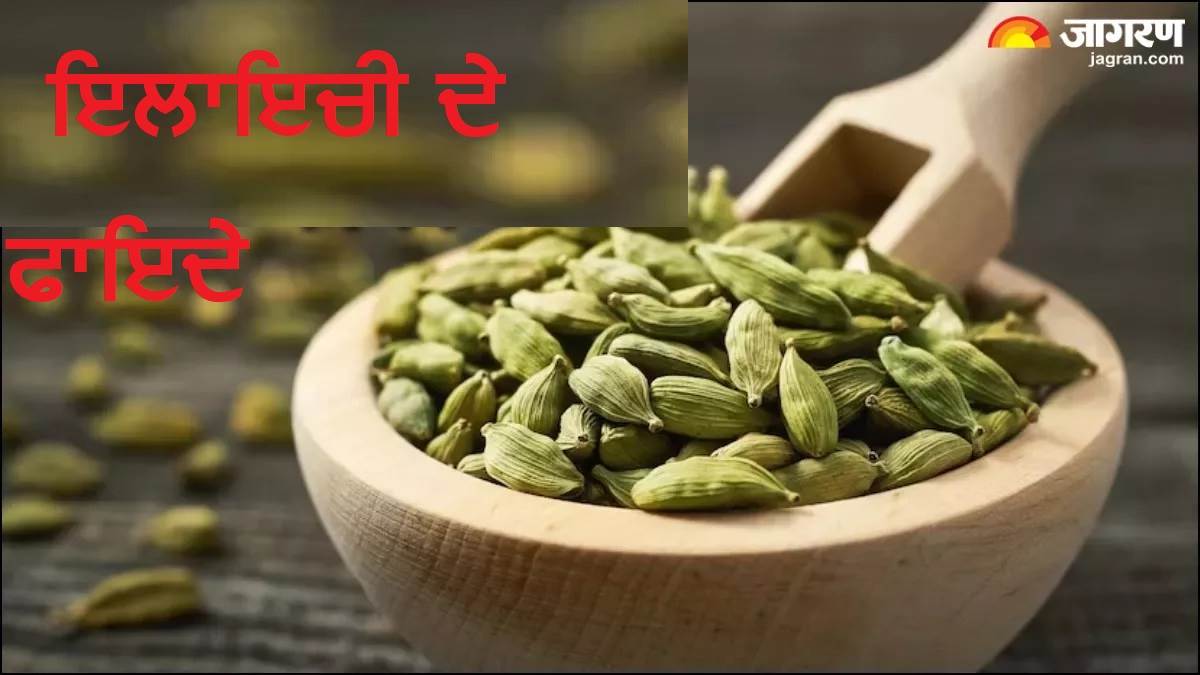 Cardamom Benefits: : ਐਵੇਂ ਨਹੀਂ ਕਿਹਾ ਜਾਂਦੈ ਇਲਾਇਚੀ ਨੂੰ ਮਸਾਲਿਆਂ ਦੀ ਰਾਣੀ, ਮਿਲਦੇ ਹਨ ਜ਼ਬਰਦਸਤ ਸਿਹਤ ਲਾਭ