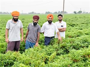 ਝੋਨੇ ਵਿਚ ਮਧਰੇਪਣ ਦੇ ਰੋਗ ਪ੍ਰਤੀ ਸੁਚੇਤ ਰਹਿਣ ਕਿਸਾਨ : ਪੀਏਯੂ
