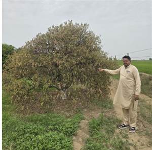 ਅਬੋਹਰ-ਬੱਲੂਆਣਾ 'ਚ ਕਿੰਨੂ ਦੇ ਬਾਗ਼ਾਂ 'ਤੇ ਅਣਪਛਾਤੀ ਬਿਮਾਰੀ ਦਾ ਹਮਲਾ, 25 ਫ਼ੀਸਦੀ ਤੱਕ ਬੂਟੇ ਸੁੱਕਣ ਨਾਲ ਬਾਗ਼ਵਾਨ ਚਿੰਤਤ