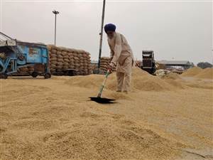 ਮੋਗਾ ’ਚ ਬੂੰਦਾਬਾਂਦੀ ਨੇ ਕਿਸਾਨਾਂ ਦੇ ਸਾਹ ਸੂਤੇ