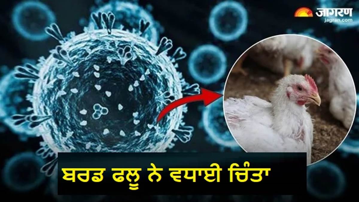 Bird Flu Alert! ਬਰਡ ਫਲੂ ਦਾ ਵਧਿਆ ਖ਼ਤਰਾ, 70°C 'ਤੇ ਪਕਾਉਣ ਨਾਲ ਮਰ ਜਾਂਦਾ ਹੈ ਵਾਇਰਸ, ਸਿਹਤ ਵਿਭਾਗ ਨੇ ਜਾਰੀ ਕੀਤੀ ਐਡਵਾਈਜ਼ਰੀ