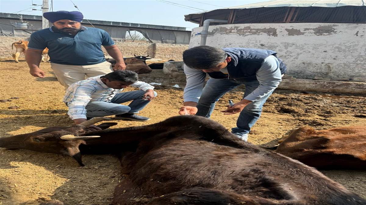 ਪਸ਼ੂ ਪਾਲਣ ਵੱਲ ਸਹੀ ਧਿਆਨ ਦੇਣ ਦੀ ਲੋੜ : ਡਾ. ਮਨਦੀਪ ਸਿੰਘ