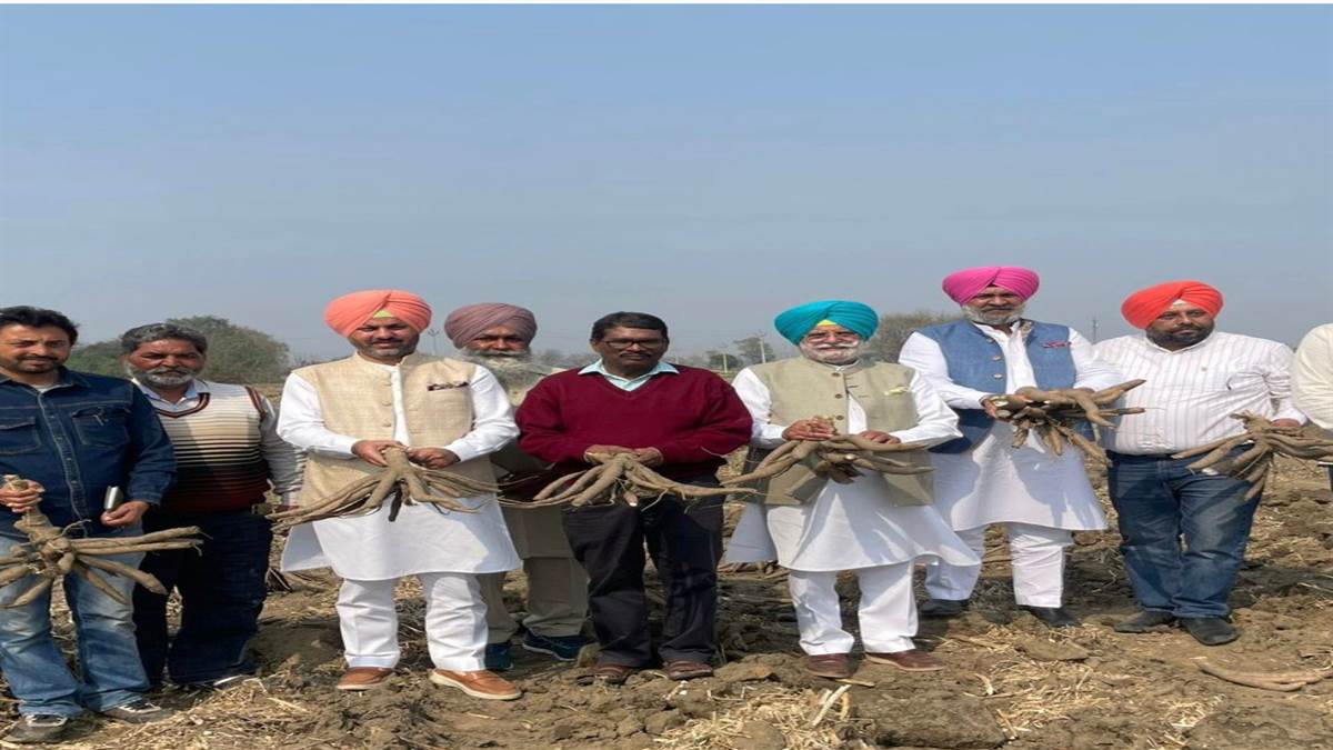 ਕਸਾਵਾ ਫ਼ਸਲ ਕਿਸਾਨਾਂ ਦੀ ਆਮਦਨ ਵਧਾਏਗੀ : ਰਾਣਾ ਗੁਰਜੀਤ ਸਿੰਘ