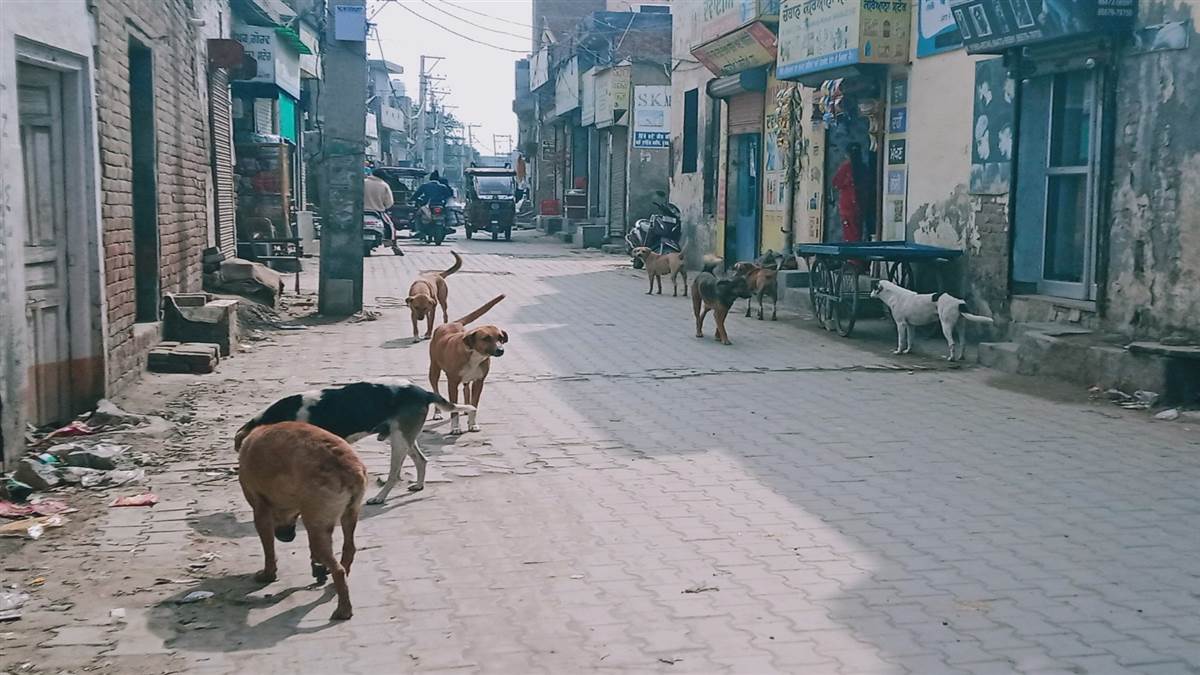 ‘ਅਵਾਰਾ ਖ਼ਤਰੇ’ ਸਬੰਧੀ 15 ਦਿਨਾਂ ਦਾ ਅਲਟੀਮੇਟਮ ਖ਼ਤਮ, ਜ਼ਿਲ੍ਹੇ ’ਚ ਕਿਤੇ ਨਹੀਂ ਦੇਖੀ ‘ਡਾਗ ਸ਼ੇਲਟਰ’ ਲਈ ਜ਼ਮੀਨ