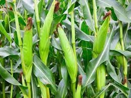 Maize Crop Advantage Punjab : ਪਸ਼ੂਆਂ ਲਈ ਪੌਸ਼ਟਿਕ ਹੁੰਦਾ ਹੈ ਮੱਕੀ ਦਾ ਅਚਾਰ, ਪੰਜਾਬ ਦੇ ਕਿਸਾਨਾਂ ਲਈ ਬਣਿਆ ਚੰਗੀ ਆਮਦਨ ਦਾ ਸਰੋਤ