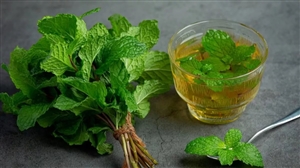 Mint Benefits : ਪੁਦੀਨਾ ਗਰਮੀਆਂ 'ਚ ਸਿਹਤ ਲਈ ਹੈ ਵਰਦਾਨ, ਫਾਇਦੇ ਇੰਨੇ ਹਨ ਕਿ ਤੁਸੀਂ ਰਹਿ ਜਾਓਗੇ ਹੈਰਾਨ
