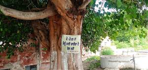 ਰੁੱਖਾਂ ’ਤੇ ਧਾਰਮਿਕ ਅੰਧ-ਵਿਸ਼ਵਾਸ ਦੀ ਮਾਰ