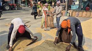 ਬਾਸਮਤੀ ਦਾ ਚੰਗਾ ਝਾੜ, ਵਧੀਆ ਭਾਅ, ਕਿਸਾਨਾਂ ਦੇ ਚਿਹਰੇ ਖਿੜ੍ਹੇ
