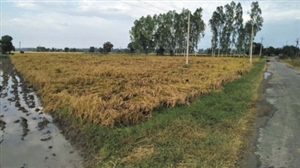 ਤੇਜ ਹਵਾਵਾਂ 'ਤੇ ਭਾਰੀ ਮੀਂਹ ਨੇ ਕੀਤਾ ਝੋਨੇ ਦਾ ਨੁਕਸਾਨ