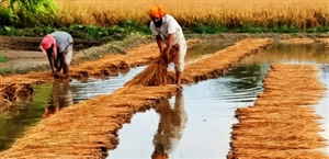 ਭਾਰੀ ਮੀਂਹ ਤੇ ਝੱਖੜ ਨੇ ਫ਼ਸਲਾਂ ਕੀਤੀਆਂ ਤਬਾਹ, ਕਿਸਾਨ ਨਿਰਾਸ਼