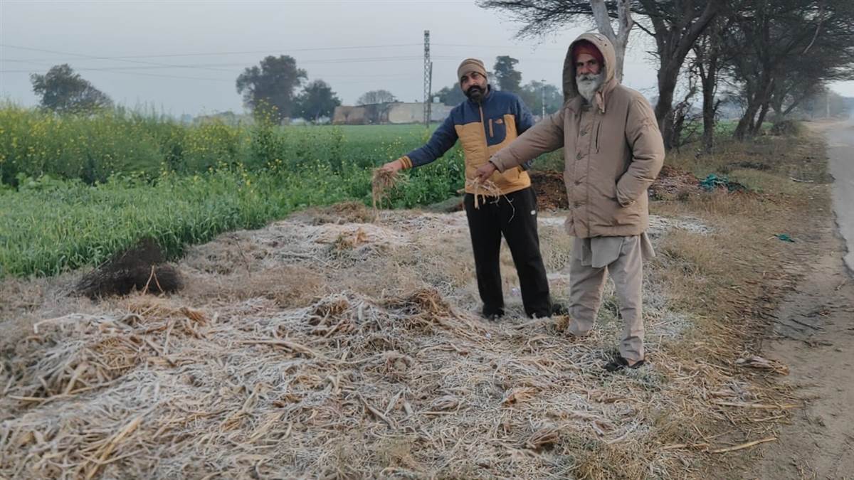 ਕੋਹਰੇ ਕਾਰਨ ਸਰ੍ਹੋਂ ਤੇ ਆਲੂਆਂ ਦੀ ਫ਼ਸਲ ਦਾ ਹੋ ਸਕਦੈ ਨੁਕਸਾਨ