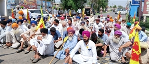 ਲੌਂਗੋਵਾਲ ’ਚ ਕਿਸਾਨ ਜੰਗਲੀ ਸੂਰਾਂ ਤੋਂ ਪਰੇਸ਼ਾਨ