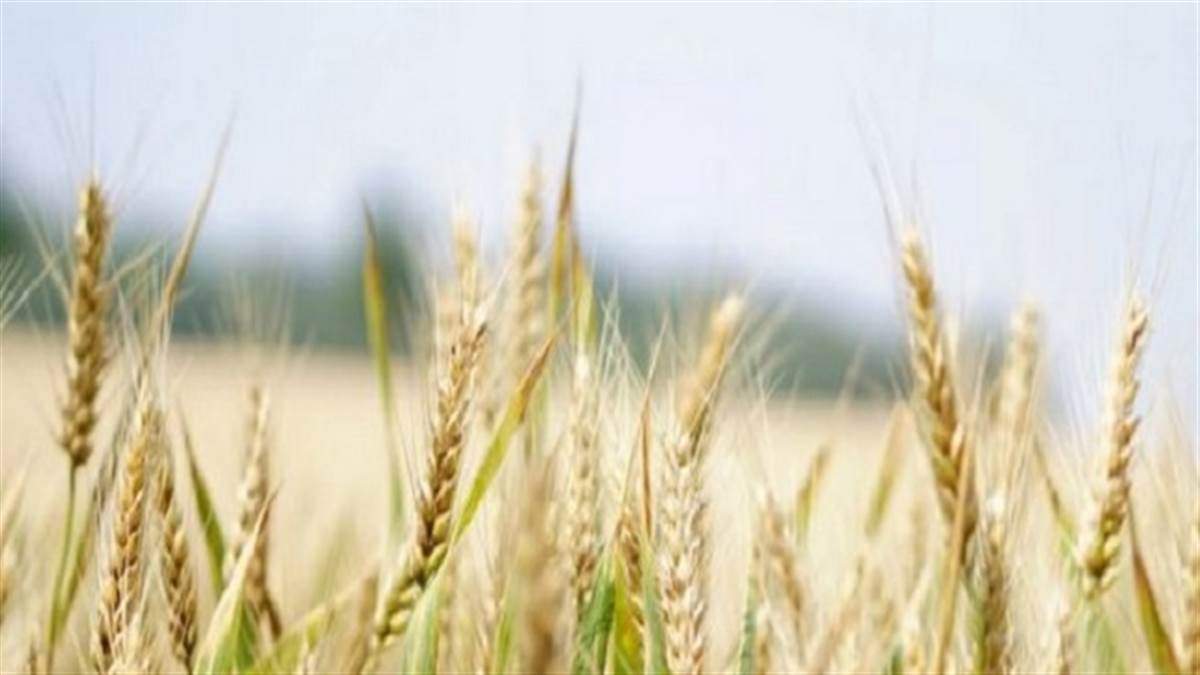 world pakistan pakistan wheat crisis prices at al time high after fuel and power crisis