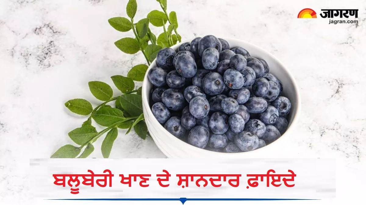 Benefits of Blueberries: ਭਾਰ ਘਟਾਉਣ ਤੋਂ ਲੈ ਕੇ ਸਿਹਤਮੰਦ ਦਿਲ ਤੱਕ, ਬਲੂਬੇਰੀ ਖਾਣ ਨਾਲ ਮਿਲਦੇ ਹਨ ਇਹ 5 ਸ਼ਾਨਦਾਰ ਫ਼ਾਇਦੇ