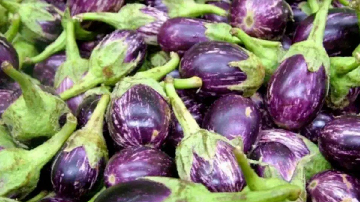 Brinjal Disadvantages: ਇਨ੍ਹਾਂ ਬੀਮਾਰੀਆਂ 'ਚ ਗਲਤੀ ਨਾਲ ਵੀ ਨਹੀਂ ਖਾਣਾ ਚਾਹੀਦਾ ਬੈਂਗਣ , ਜਾਣੋ ਕੀ ਕਹਿੰਦੇ ਹਨ ਮਾਹਿਰ