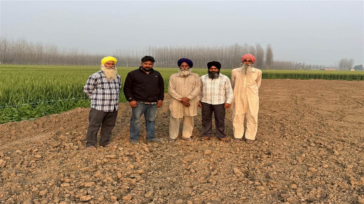 ਦੋ ਵਾਰ ਬੀਜੀ ਮੱਕੀ ਜੰਗਲੀ ਸੂਰਾਂ ਨੇ ਫਿਰ ਉਜਾੜੀ