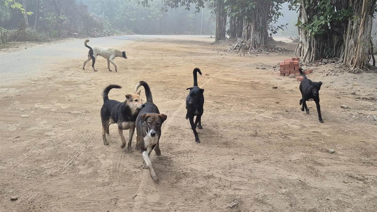 ਕੁੱਤਿਆਂ ਦੀ ਵਧਦੀ ਭਰਮਾਰ, ਲੋਕ ਬਣ ਰਹੇ ਸ਼ਿਕਾਰ, ਪ੍ਰਸ਼ਾਸਨ ਲਾਚਾਰ
