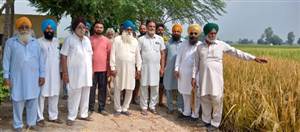 ਕੀਟਨਾਸ਼ਕ ਸਪਰੇਅ ਨਾਲ ਝੋਨੇ ਦੀ ਚਾਰ ਏਕੜ ਫਸਲ ਤਬਾਹ ਕੀਤੀ