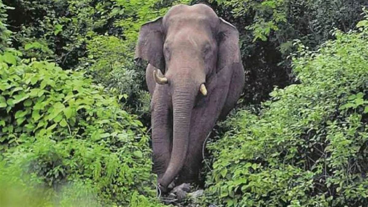 In a village in Kerala a riceloving elephant created a ruckus destroyed a ration shop