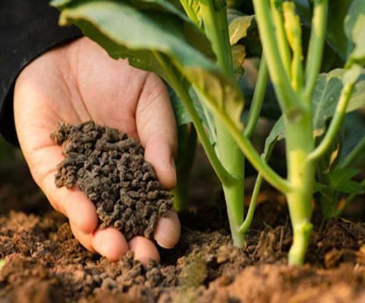 3 crore to be spent on horticulture schemes in Jalandhar in next financial year this is how people will get benefits