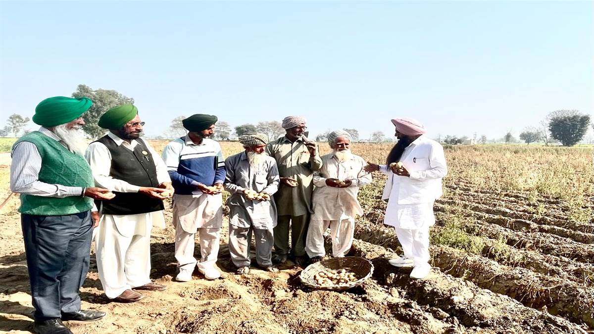 ਆਲੂਆਂ ਦੇ ਘੱਟ ਝਾੜ ਤੇ ਮਾਮੂਲੀ ਕੀਮਤ ਕਾਰਨ ਕਿਸਾਨ ਚਿੰਤਤ